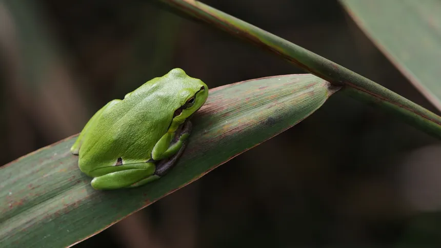 amazing frog!!